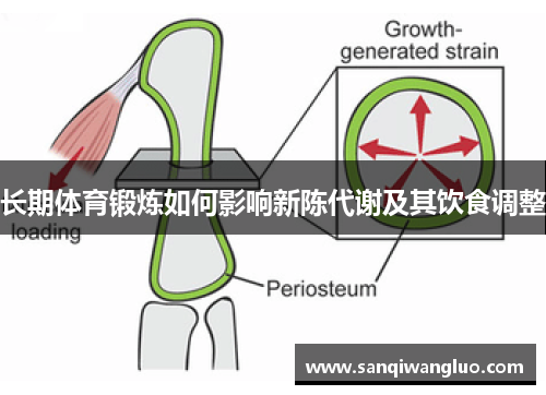 长期体育锻炼如何影响新陈代谢及其饮食调整